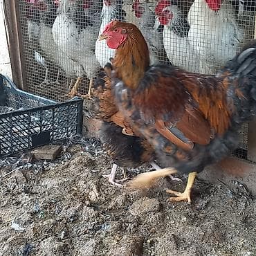 itlər ucuz: Toyuq, Brama, Damazlıq — 2