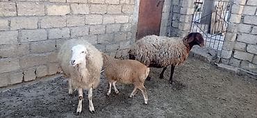 Salam süper kök qoyunlar kəsgilikdi damazlıq deyil