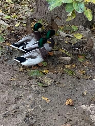 lavanda satilir: Erkək, Ətlik — 3