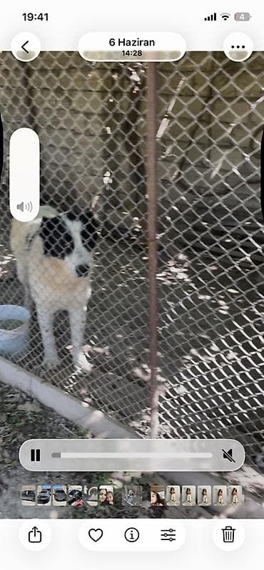 mops it: Alabay, 9 ay, Erkek, Peyvəndli, Ünvandan götürmə — 5