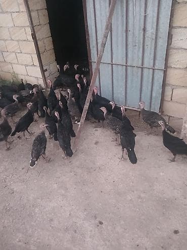 Kənd təsərrüfatı quşları: Dişi, Damazlıq, Ünvandan götürmə — 1
