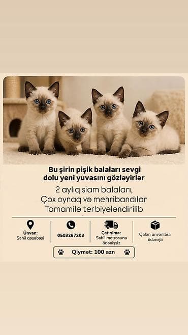 Siam, Erkək, Dişi, Yaxşı əllərə, Ödənişli çatdırılma lalafo.az -da Siam, Erkək, Dişi, Yaxşı əllərə, Ödənişli çatdırılma