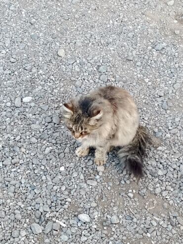 pişik satışı bakı: Şinşilla, Dişi, Yaxşı əllərə, Ödənişli çatdırılma, Ünvandan götürmə — 3