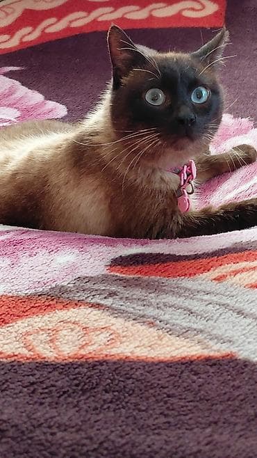 siam pisiyi haqqinda: Siam — 1