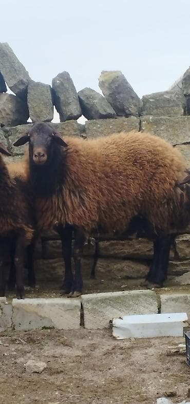 Akvariumlar: Salamsuper qala cinsi qoc satilir 2,yaş 4 ayliqdir tam saqlam — 1