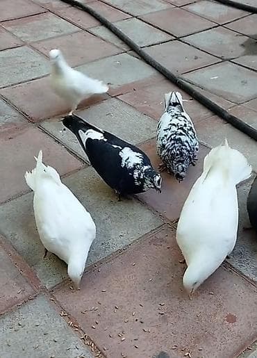 Məhsul: Ev göyərçinləri (dekorativ və uçuş üçün) Təsvir: - Rənglər