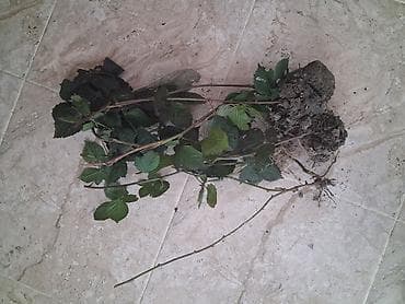 Ağaclar: Böyürtgən tinqləri satılır. Xarici sortdur iri böyürtgənləri olur — 7