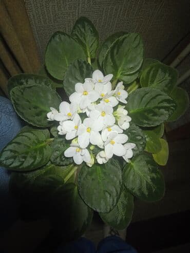 bənövşəyi gül: Цветущие фиалки.По 8м — 1