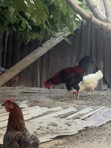 poni şəkilləri: Xoruz, il: 1, Ödənişli çatdırılma — 3