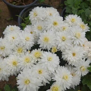 topdan gül satışı: Xrizantema payızgüllərinin topdan və pərakəndə satışı. Qiymətlər — 3