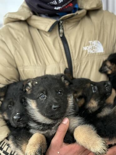 Heyvanlar üçün mallar: Alman çoban iti, 1 ay, Peyvəndli — 6