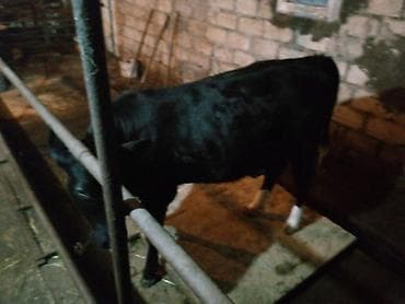 Pişiklər: Satlıq mal-qara – qara-ağ rəngli bala danalar - Növ: südlük-ətlik — 1