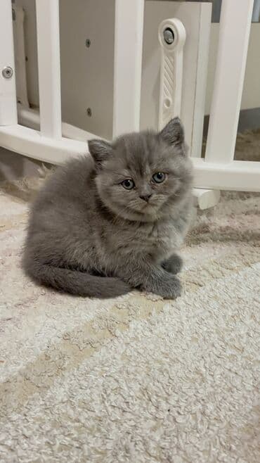 britan pisik: Britan, Erkək, Dişi, Ünvandan götürmə, Pulsuz çatdırılma, Ödənişli çatdırılma — 3