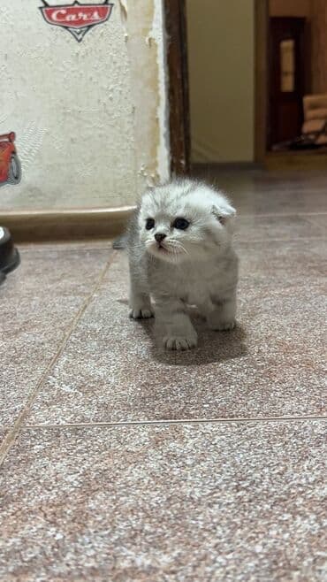 ən ucuz pişiklər: Britan — 9