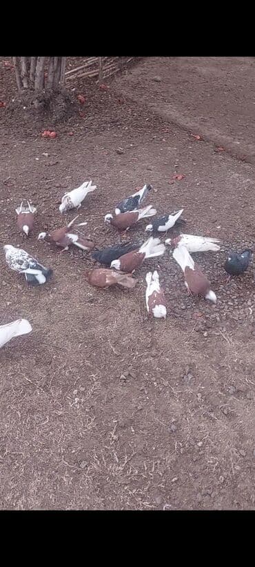 qus bazari bakida: Hamısı satılır 16 ədədir kom 110 azn ünvan Ağcabədi bəzi yerlərə — 3