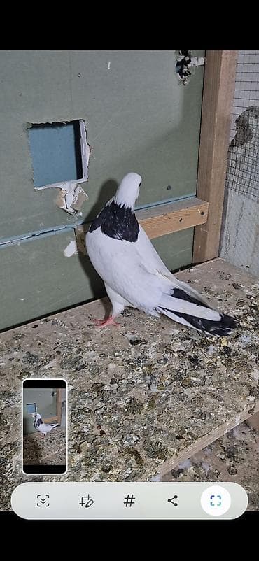 qara avçarka: Salam olsun hər kəsə qara boyun 12 tük maya 25 manat qara pörka 13 tük — 3