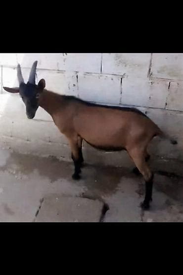 Salam alpin oberhas təkəsi satılır Təkə 10 ayliqdir real alici zəng