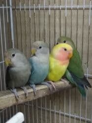 Gəmiricilər: Tutuquşu popuqay nerazlucnik . Bir ayından üç ayınadək balalar — 7