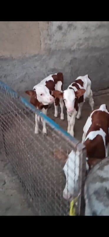 imişli cucə yemi: Süd istiqamətli buzovlar - Rəng: ağ-qəhvəyi xallı - Say: bir neçə baş — 1