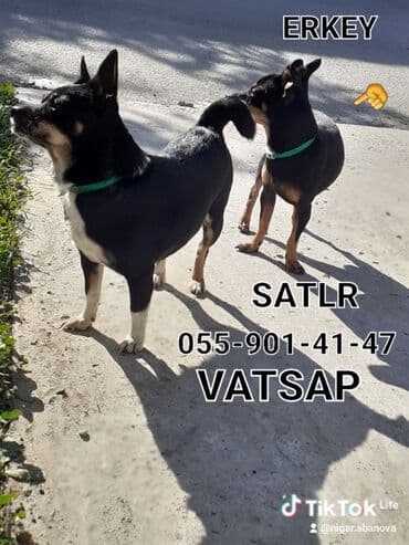 собака отдам в хорошие руки: Собаки — 1