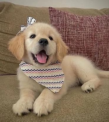 turbo az heyvanlar: Retriever, 2 ay, Erkek, Peyvəndli, Ünvandan götürmə — 9