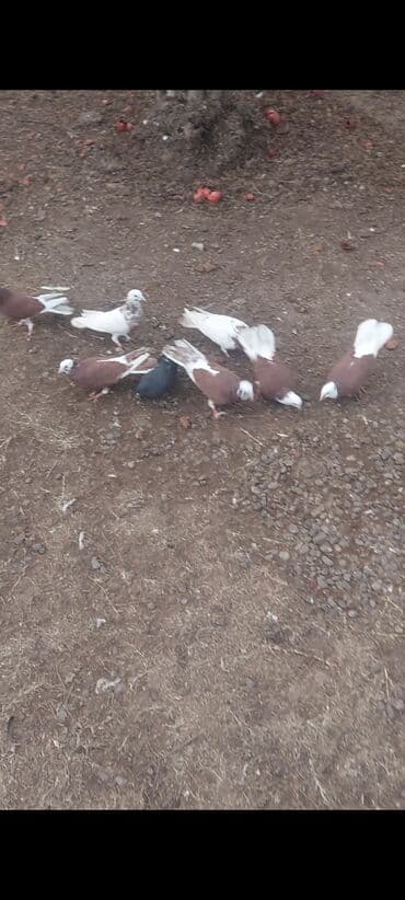 qus bazari bakida: Hamısı satılır 16 ədədir kom 110 azn ünvan Ağcabədi bəzi yerlərə — 2