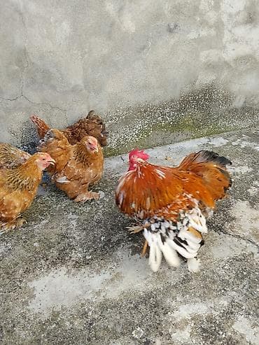 yırtıcı quş: Karlik koxinlər satilir.bu ilki koxinlərdi.Cutu 60 manat.Baki və bəzi — 1
