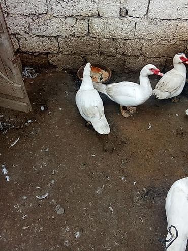 Məhsul: Ağ maskovi ördəklər (indoutka) tam saglam 7 ayliqdilar satilir lalafo.az -da Məhsul: Ağ maskovi ördəklər (indoutka) tam saglam 7 ayliqdilar satilir