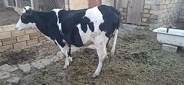 cins piwikler: Holşteyn Cinsidi 2 aylıq boğazdı simental maya vurulub ikinci qarına — 3