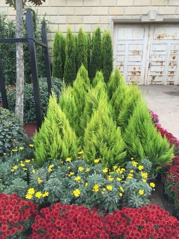 lipa ağacı: Dekarativ agaclarin satisi qazon torpaq torf diger gubrelerin satisi — 15