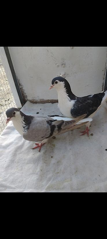 derzi quşu: 16 eded Dekarativ göyercin delfinlerin cütü 30 manat topasi 145 manat — 9