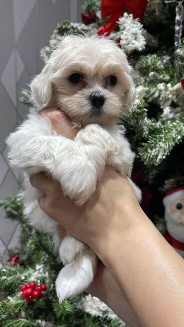 Bolonka, 1 ay, Dişi