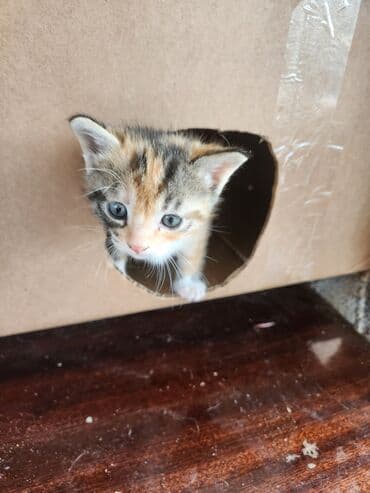 сколько стоит котёнок: Самка — 5