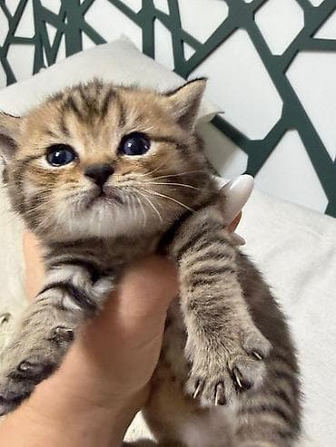 britain pişiyi: Britan, Erkək — 2