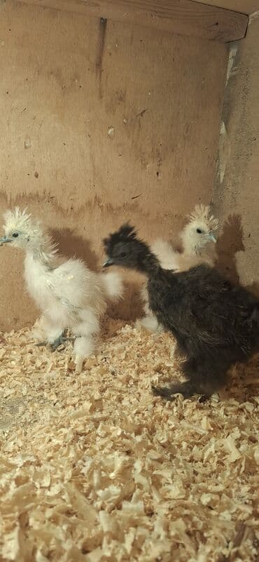 Коровы, быки: Куриные цыплята, Для разведения — 6