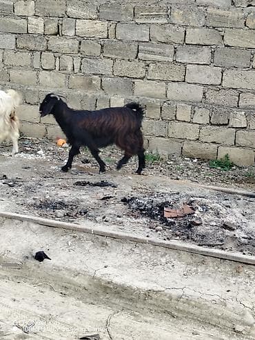 qara avstrolorp: Erkək, il: 2, 35 kq, Damazlıq, Ödənişli çatdırılma — 9