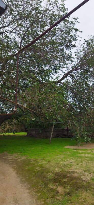 xacmaz torpaq sahesi satilir: Həyətyanı torpaq sahəsi - Yaşıllıqla örtülü geniş həyət, sıx kölgə — 1
