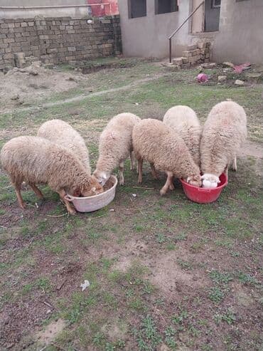 qoyun şəkli: 6 bas erkek qucu kom hamisi bir yerde 1700 unvan baki elaqe nomresi — 3