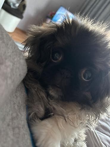 rottweiler satış: Pekines, 3 ay, Dişi, Peyvəndli — 2