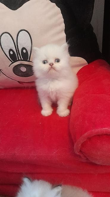 lalafo pisik: Fars — 7