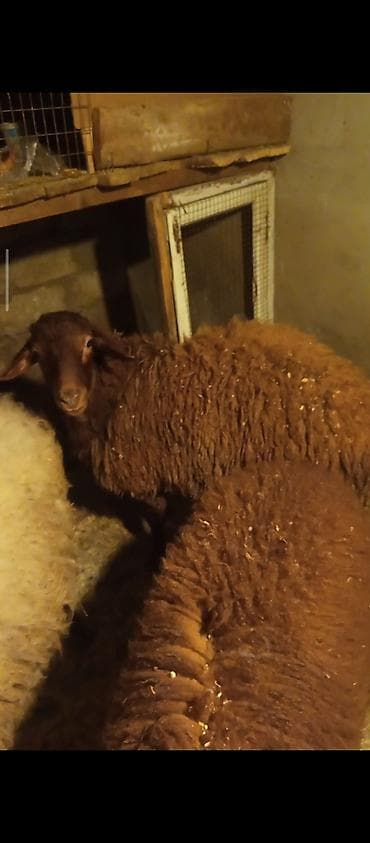 Digər heyvanlar: Qoç/qoyun satılır – yerli cins ünvan maştağa . kim ister video sun — 1