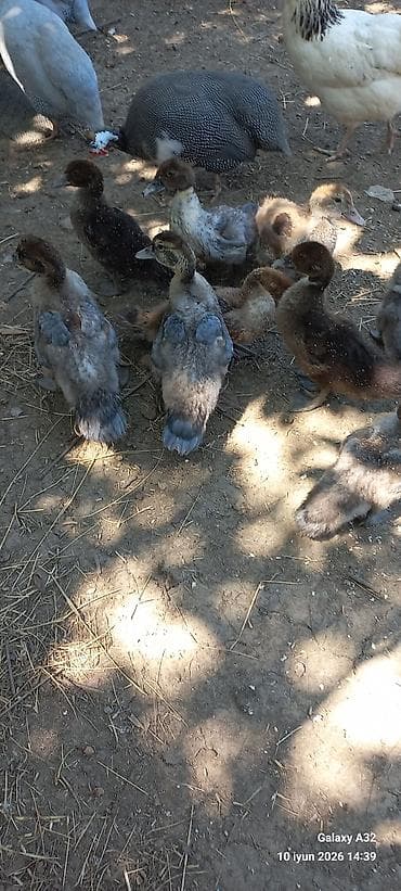 it sekli: Məhsul: ördək balaları (muskovy/indo-ördək tipli) Təsvir: - Təxminən — 1