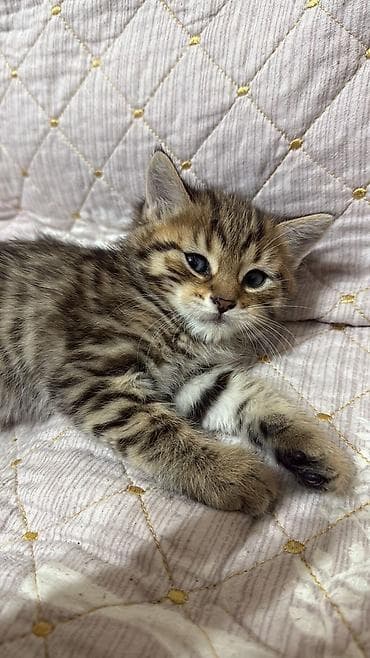 Digər heyvanlar: Britan — 3