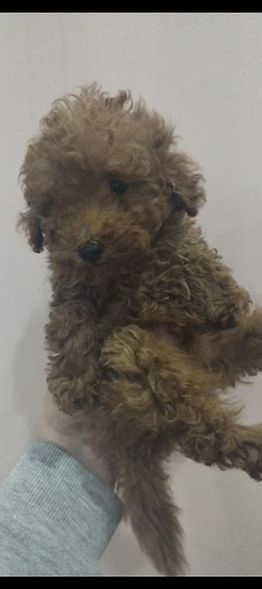 pişik balaları: Pudel, 2 ay, Erkek, Peyvəndli, Ödənişli çatdırılma — 2