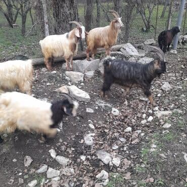 Cinsli təkə və keçilər – sürü halında 19 bicme - Şəkillərdəki yerli