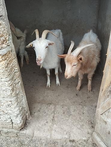 Pişiklər: Erkək, il: 1, Damazlıq — 6