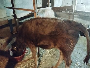 ag at satilir: Danalar satilir 90 kq usdu etleei var. tecili satilir mallar Gilezide — 2