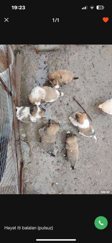 Saat üçün aksesuarlar: İşlənmiş, İdman Saat dəsti, rəng - Gümüşü — 4