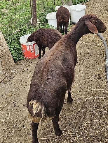 Atlar: Qarabaş (yerli döşəli quyruq) tipli qaramatlı qoyun və quzular - — 2