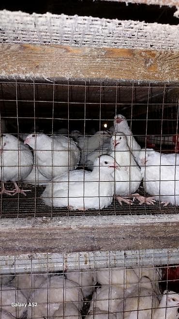 Pişiklər: Məhsul: Bildircin (ətlik və yumurtalıq) BİRİNCİ VƏ İKİNCİ şəkildə — 2